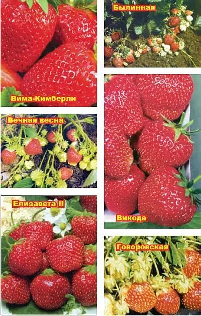 Земляника Опыт выращивания - фото 8