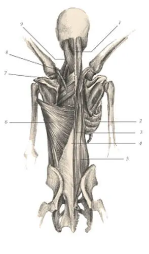 1 Splenius capitis 2 Intercostalis externus 3 Longissimus dorsi 4 - фото 112