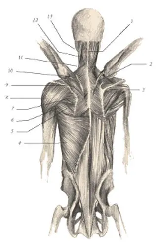 1 Splenius capitis 2 Levator scapulae 3 Supraspinatus 4 Latissimus - фото 113