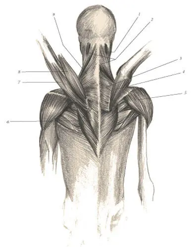 1 Sternocleidomastoideus 2 Trapezius 3 Rhomboideus caudalis 4 Deltoid - фото 114