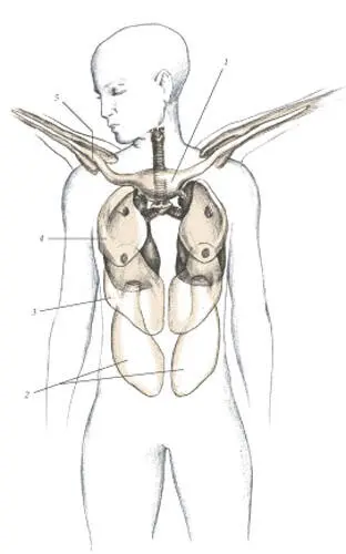 1 Larynx 2 Trachea 3 Syrinx 4 Lung 5 Kidney иллюстрация 13 - фото 115