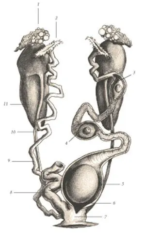 1 Ovary 2 Ostium 3 Ovum albumen 4 Ovum shell 5 Uterus 6 - фото 119
