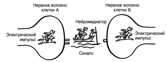 Любая информация переносится по синапсам где могут производиться - фото 4