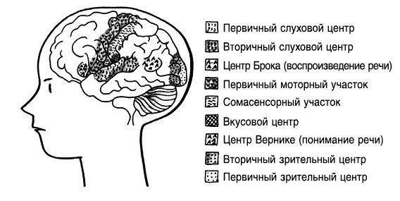 Стандартная карта мозга с различными областями задач Что происходит с - фото 5