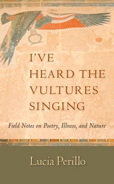 Lucia Perillo I've Heard the Vultures Singing: Field Notes on Poetry, Illness, and Nature обложка книги