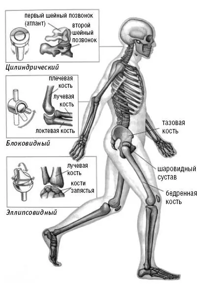 Рис 4 Типы суставов Характер и размах движений в суставе зависят от - фото 5