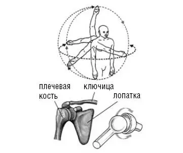 Рис 5 Плечевой сустав шаровидный Движения руки в плечевом суставе возможны - фото 6