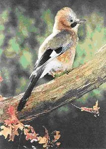 Ее увидишь под пологом леса Сонькаболтунья так называл эту птицу мой - фото 3