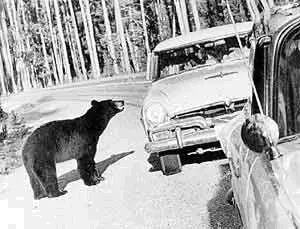 В Йеллоустонском парке Барибалами называют в Америке черных медведей в - фото 5
