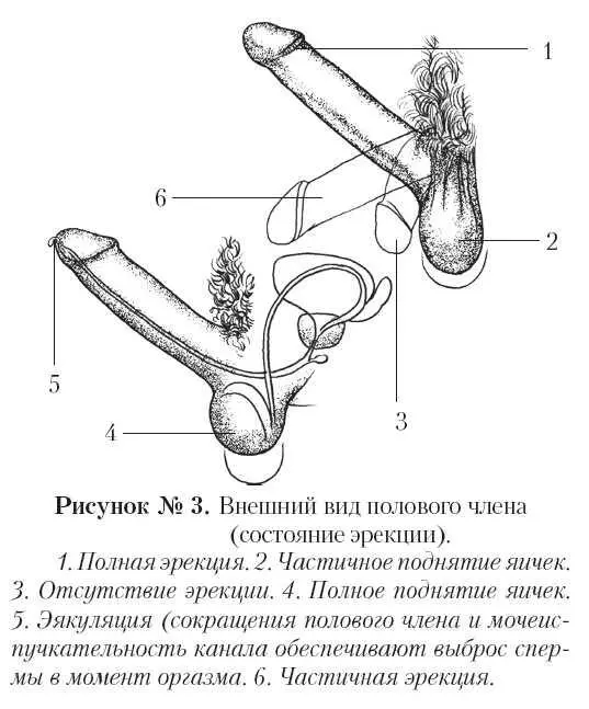 Размеры мужского достоинства Самый болезненный для мужской братии вопрос - фото 13