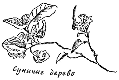 Ян нагнувся зірвав кілька ягід і став жувати їх на ходу Раптом десь почувся - фото 12