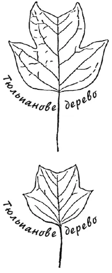 Хіба то була нова пісня Ні Дикі птахи завели свою стару пісню а Ян наче - фото 16