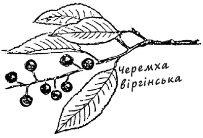Вона вщерть набила кошик корою і повернулася з Яном додому Там наповнила флягу - фото 31