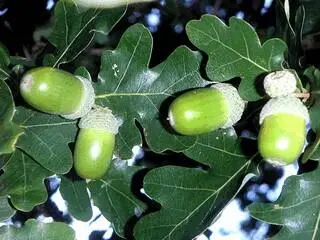 12 Королевский итам исп El Itamo Real лат Euphorbia tithymaloides - фото 52