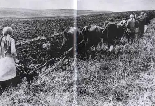 Колхозницы пашут на коровах во время войны Украина 1944 г Жатва на - фото 109