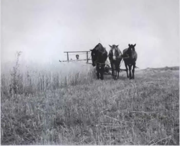 Жатва на колхозном поле Украина 1950е годы Жатва Украина 1950е годы - фото 110