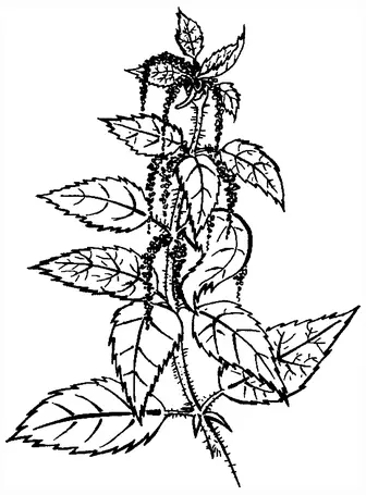 Родовое название крапивы Urtica Diodica происходит от латинских слов жечь и - фото 3