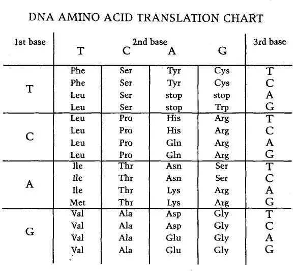 Base triplets codons are translated into amino acids according to the - фото 3