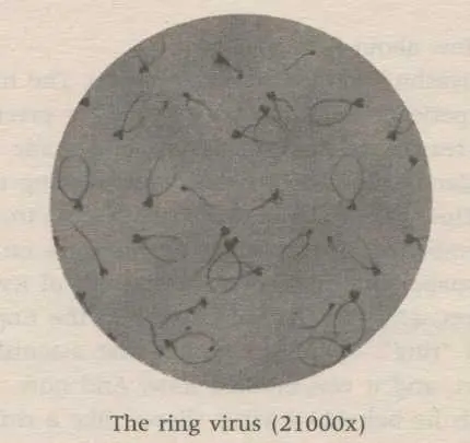 Ando returned his gaze to the electron microscope screen It didnt take long - фото 13