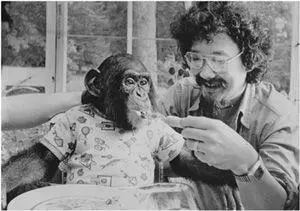 Nim Chimpsky who was taught to use sign language by Herb Terrace of Columbia - фото 14