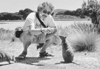 Quokkas a type of marsupial on Rottnest Island near Perth Western Australia - фото 41