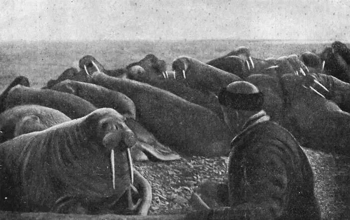 Моржи нередко выходят на береговые лежки Не менее оживленно и море Из воды - фото 5