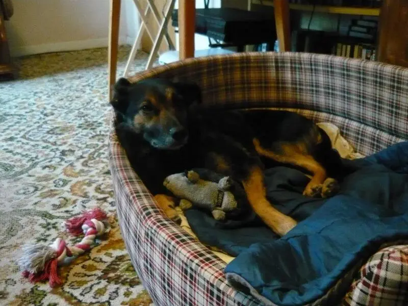Our dog Kyra who is around six years old in St Andrews Scotland in 2013 - фото 16