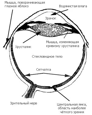 Рис 11Строение человеческого глаза И если это так мы сталкиваемся с довольно - фото 12