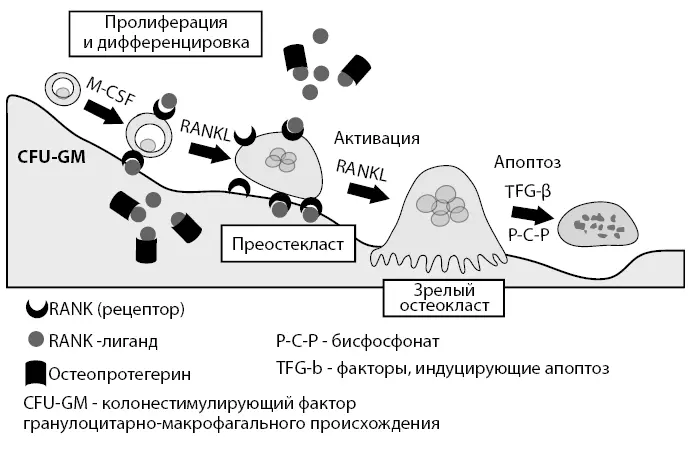 Рисунок 9 Схема созревания остеокласта и взаимодействие RANKлиганд с - фото 15