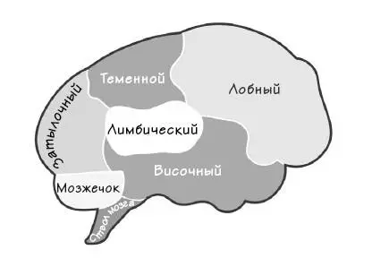 В рамках рабочей модели Управления Шимпанзе три из представленных на схеме - фото 5