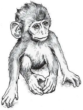 HARRY HARLOW HAD A general hypothesis Mothers are useful in scientific terms - фото 10