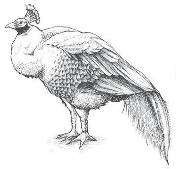 ONE OF THE BIRDS was lame struggling gamely along the perimeter of the fence - фото 19