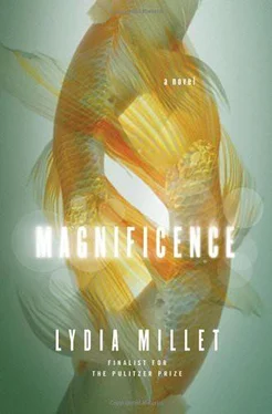 Lydia Millet Magnificence обложка книги