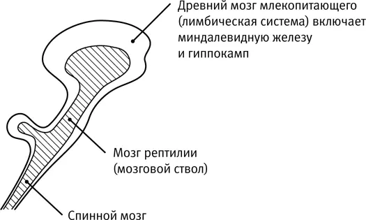 Рис 11Мозг рептилии и мозг млекопитающего Как видно из рис 12 бóльшая - фото 1