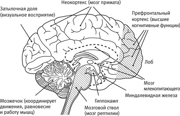 Рис 12Человеческий мозг Пятью главными областями проблем которые могут быть - фото 2