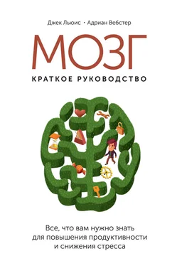 Джек Льюис Мозг: краткое руководство. Все, что вам нужно знать для повышения эффективности и снижения стресса обложка книги