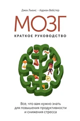 Джек Льюис - Мозг - краткое руководство. Все, что вам нужно знать для повышения эффективности и снижения стресса