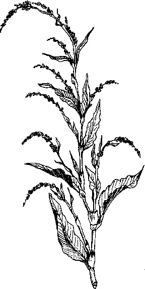 Горец перечный перец водяной это однолетнее травянистое растение растет по - фото 21