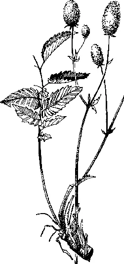 Многолетнее травянистое растение произрастающее по всей территории России - фото 22