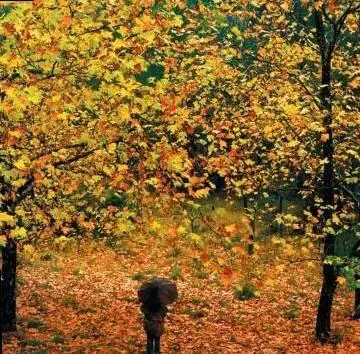Широколиственные леса особенно красивы осенью Каталония Хвойные леса - фото 22