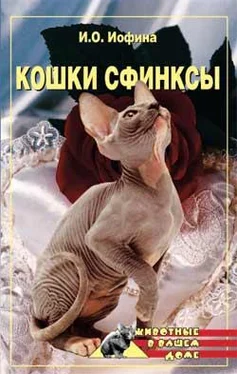 Дарья Нестерова Кошки – сфинксы обложка книги