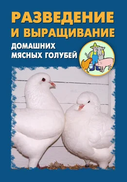 Илья Мельников Разведение и выращивание домашних мясных голубей обложка книги