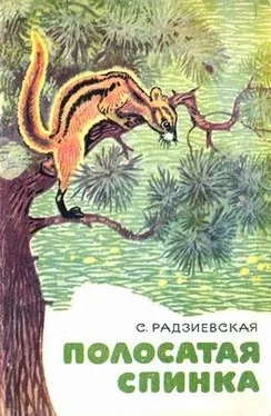 Софья Радзиевская Полосатая спинка. Рассказы обложка книги