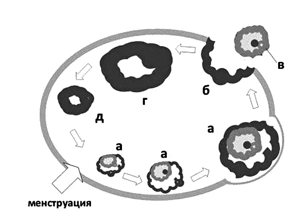 Рисунок 1 Строение яичника а созревание фолликула ооцита б овуляция в - фото 1