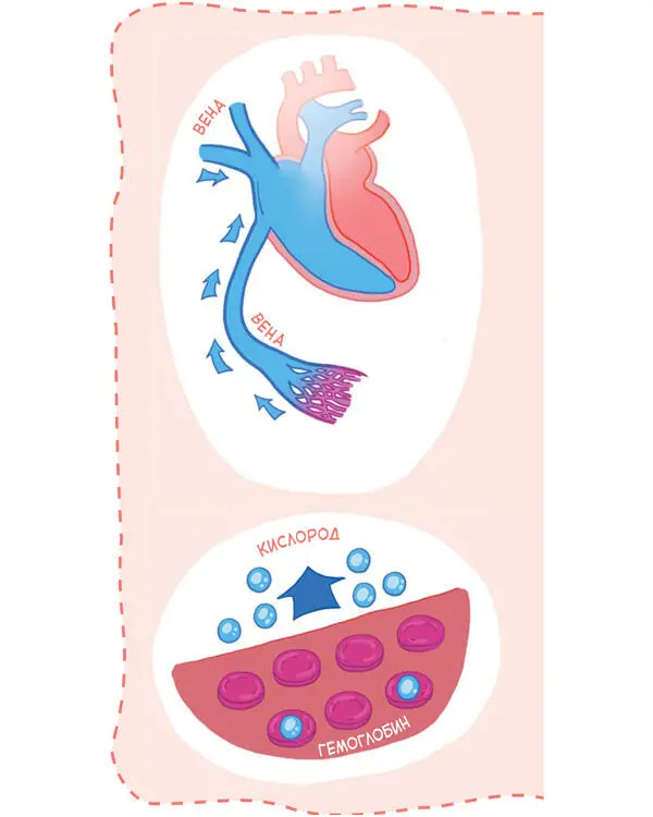Кровь отдаёт кислород тканям и возвращается с растворённым углекислым газом по - фото 20