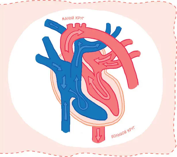 Кровь разных цветов попадает в разные камеры сердца А они идут друг за - фото 24
