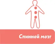 А как он ими управляет К спинному мозгу по разветвлённой сети нервов как - фото 67