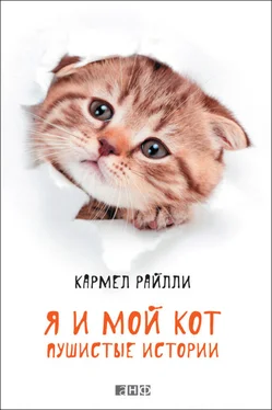 Кармел Райлли Я и мой кот. Пушистые истории обложка книги