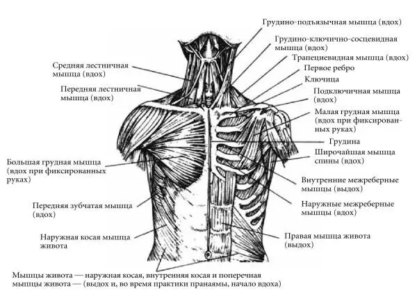 Рис 2 и 3 Мышцы передней и задней сторон туловища используемые при дыхании - фото 5