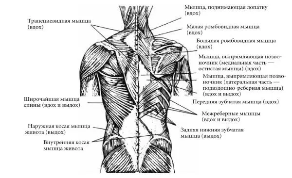 Рис 2 и 3 Мышцы передней и задней сторон туловища используемые при дыхании - фото 6